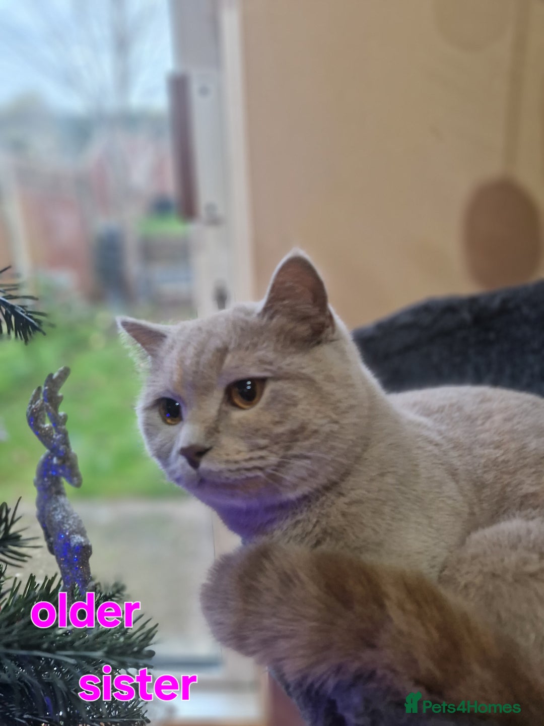 British Shorthair cats for sale: Last Scottish blue fold boy - Advert 14