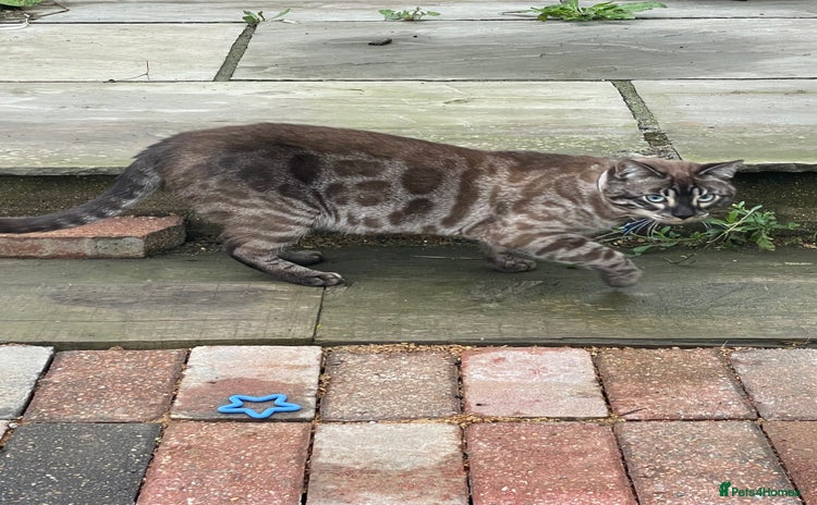 Bengal cats 1 Boy & 1 Girl siblings..  - Advert 12