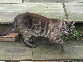 Bengal cats 2 pure bengals HOME needed NOW‼️ - Advert 16