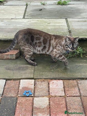Bengal cats 1 Boy & 1 Girl siblings.. - Advert 11