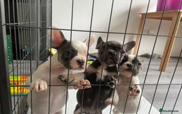 French Bulldog dogs for sale: Playful Frenchie Pups Ready 4 Their Forever Homes - Image 20