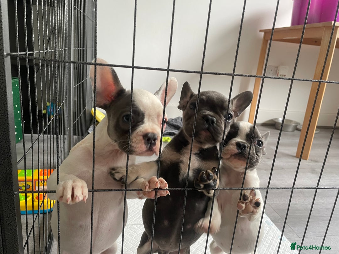 French Bulldog dogs for sale: Playful Frenchie Pups Ready 4 Their Forever Homes - Image 20