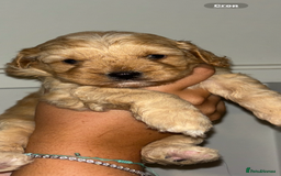 Cavapoo dogs for sale: 6 gorgeous extensively health tested cavapoo’s - Image 5