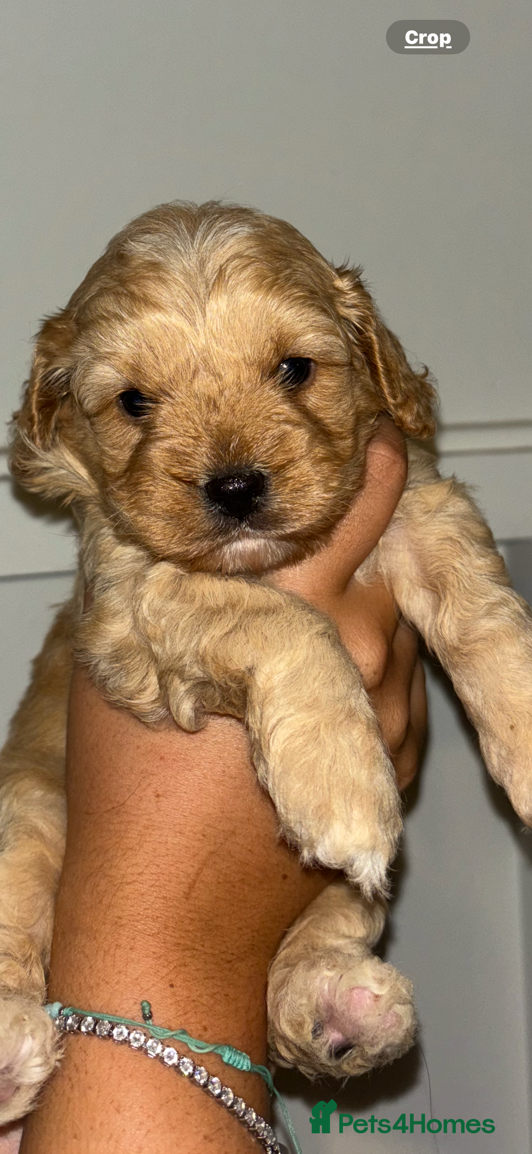 Cavapoo dogs for sale: 6 gorgeous extensively health tested cavapoo’s - Image 5