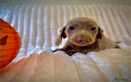 Miniature Dachshund dogs for sale: Kc Mini Dachshunds - Image 4