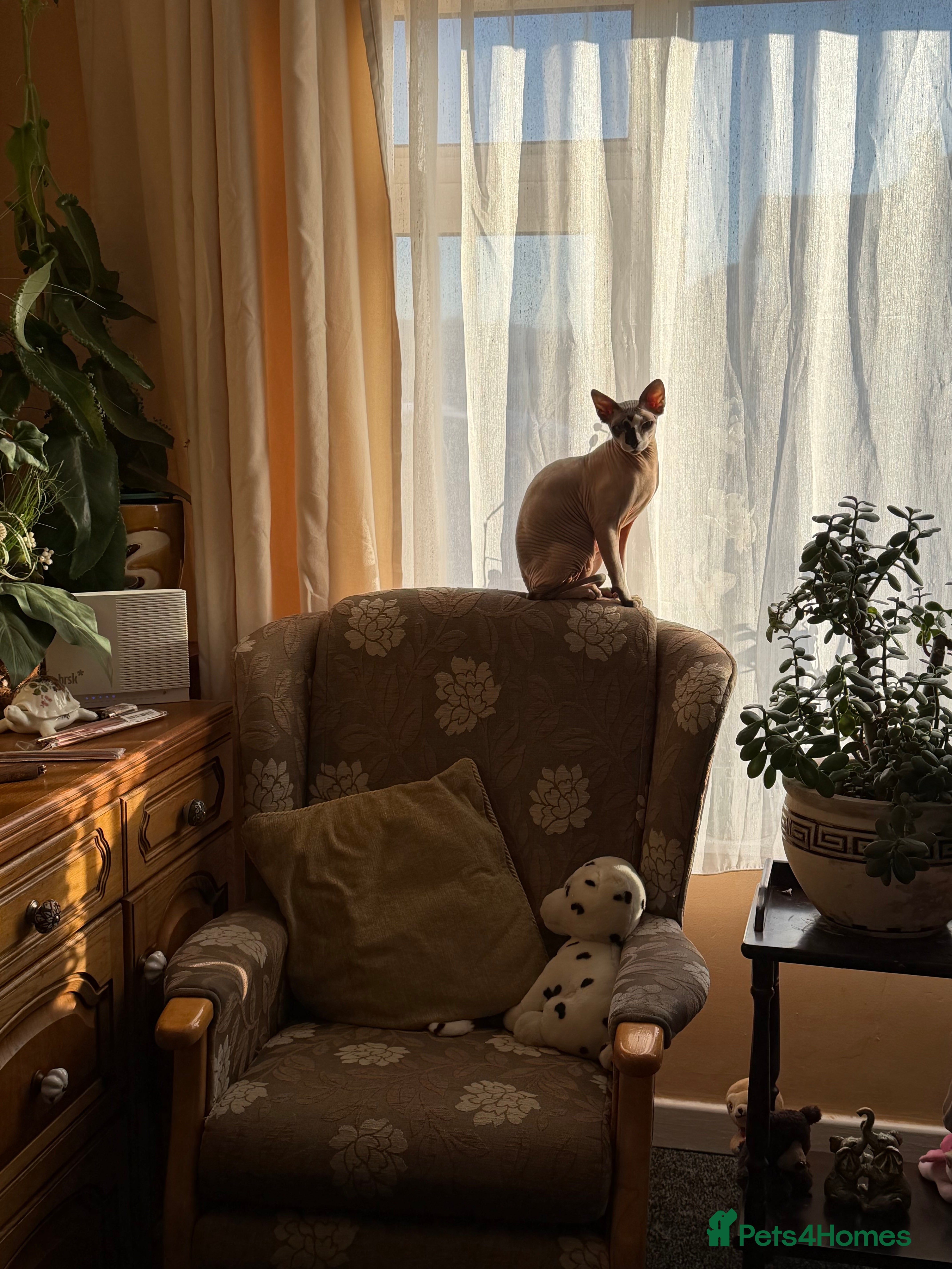 Sphynx cats Sphnx cat - Advert 3