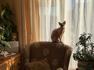 Sphynx cats Sphnx cat - Advert 3