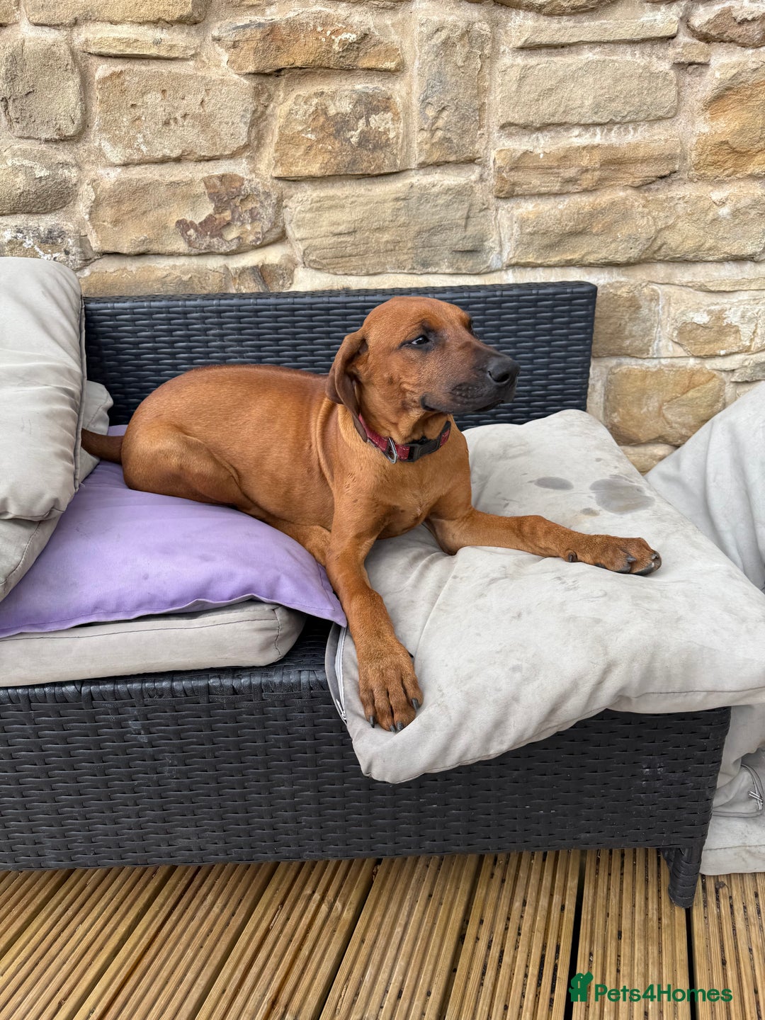 Rhodesian Ridgeback dogs for sale: Beautiful KC Reg’d Rhodesian Ridgeback in Rotherham - Image 32