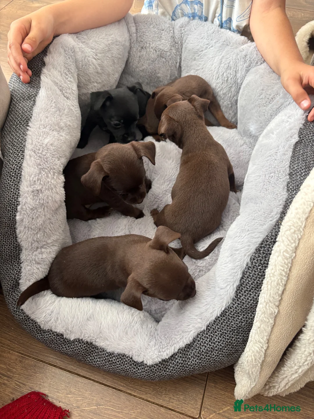 Mixed Breed dogs for sale: Chihuahua x patterdale - Advert 2