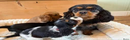 Cavalier King Charles Spaniel dogs for sale: KC Registered and DNA Tested Clear  - Advert 2