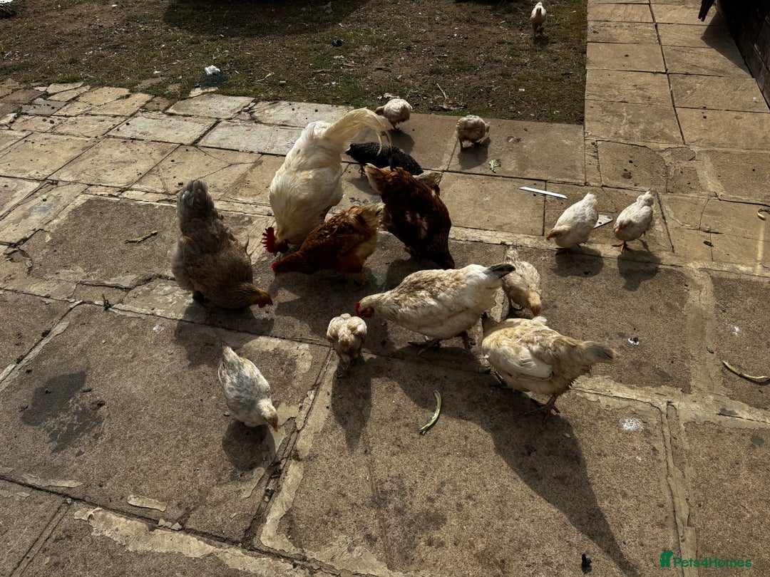 Chickens poultry for sale: Whole Laying Hen Flock for Sale, chicks, hens. - Image 10