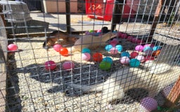Ferret rodents for sale: Workers/ semi angoras  - Image 4