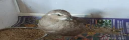 Quail poultry for sale: Coturnix Quails - groups /hens etc - Advert 6