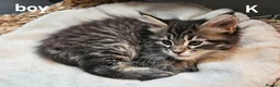 Maine Coon cats for sale: Large Maine Coon kittens regd European bloodline - Advert 10