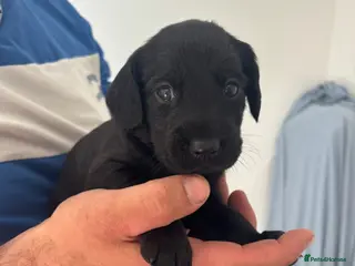 Mixed Breed dogs 3 beautiful black springador x cockerdor puppies - Advert 1