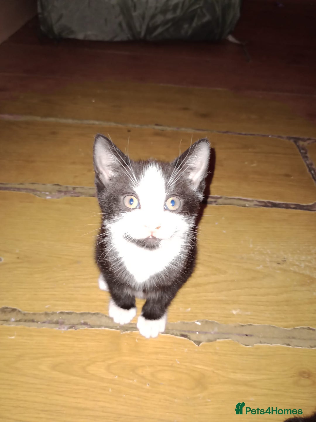 Mixed Breed cats for sale: 3 beautiful kittens  - Image 13