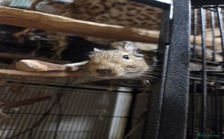 Degus rodents - Advert 1