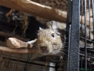 Degus rodents - Advert 2