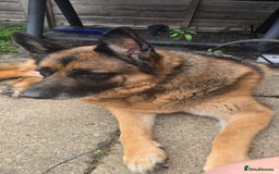 German Shepherd dogs for sale: Mighty Max - Image 3