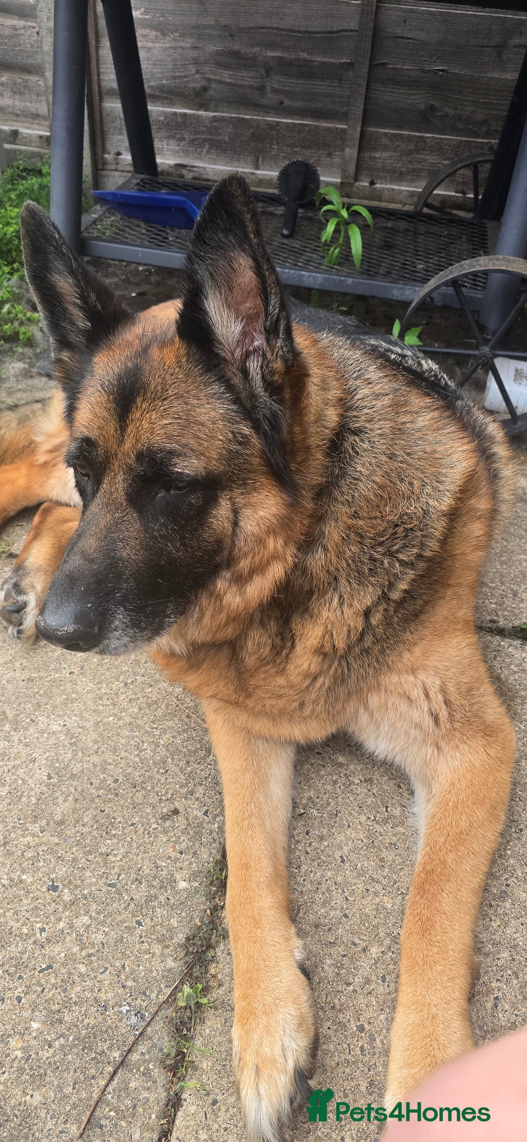 German Shepherd dogs for sale: Mighty Max - Image 3