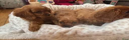 Cavalier King Charles Spaniel dogs for sale: Cavalier King Charles  - Advert 11