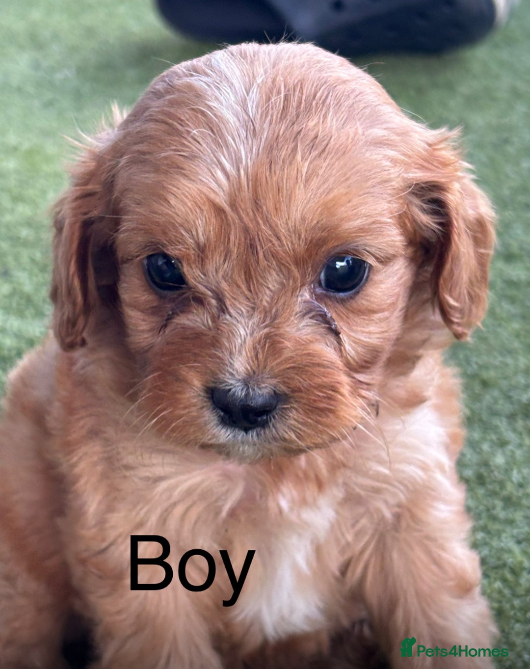 Cavapoo dogs for sale: 3 beautiful cava poo pups - Image 2