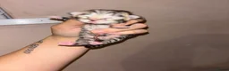 Domestic Shorthair cats for sale: 6 beautiful tabby kittens  - Advert 7