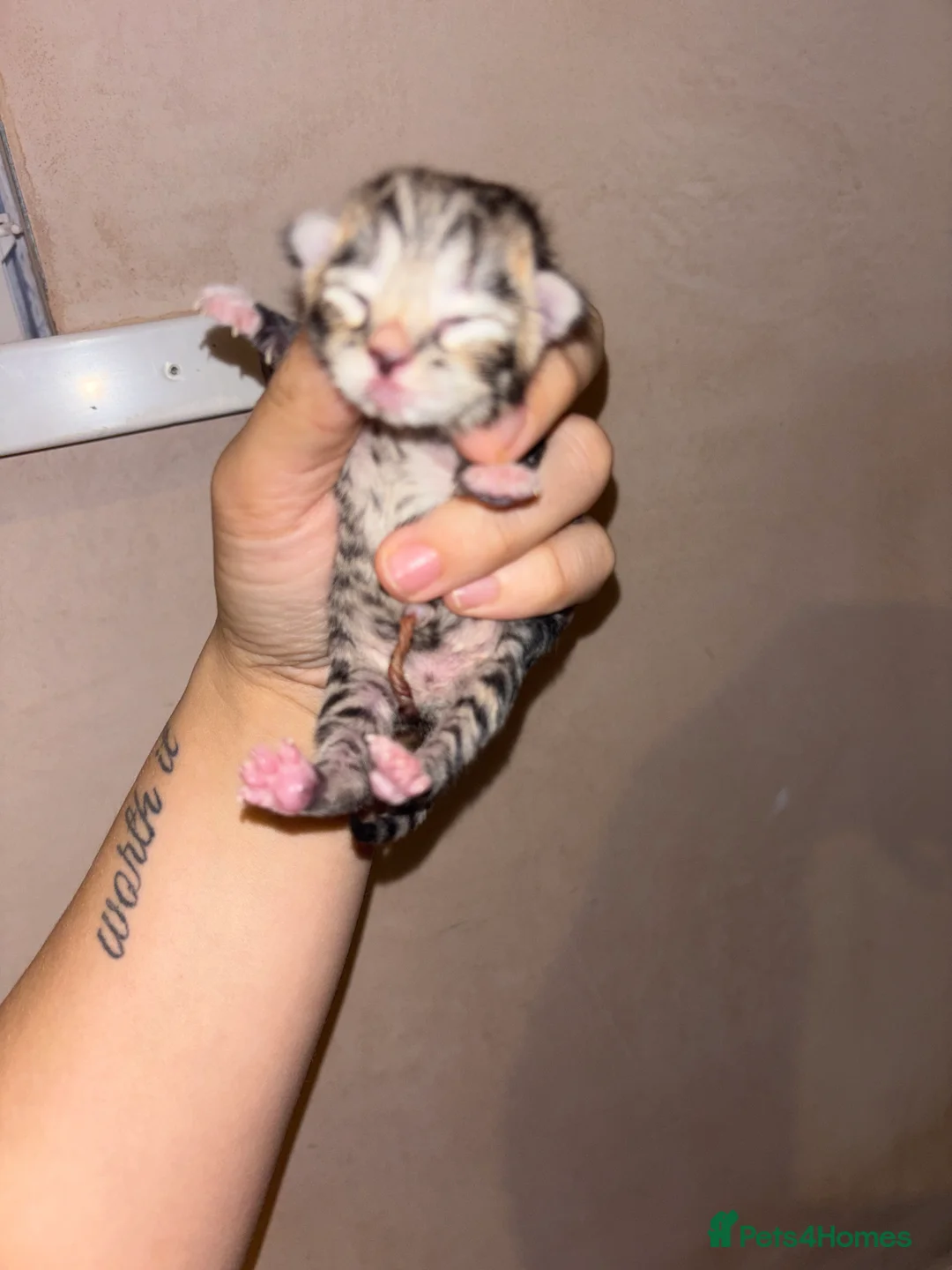 Domestic Shorthair cats for sale: 6 beautiful tabby kittens  - Advert 7