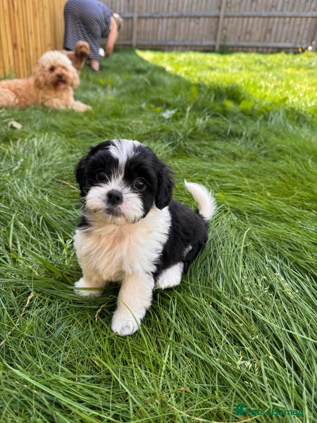 Mixed Breed dogs Shihpoo puppies - Advert 2