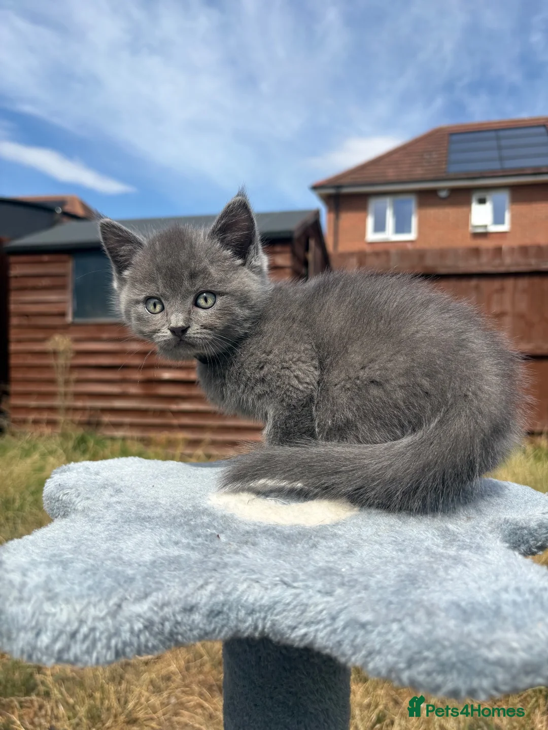Mixed Breed cats for sale: Ragdoll x BSH/Scottish Fold Kitten - Advert 2