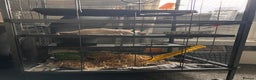 Rat rodents for sale: Two female rats and cage - Advert 4