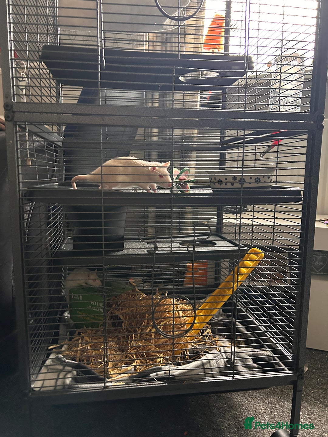 Rat rodents for sale: Two female rats and cage - Advert 4