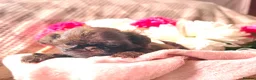 Shih Tzu dogs for sale: Stunning, chocolate KC reg tiny imperial shih tzu  - Advert 16