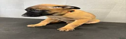 Belgian Shepherd Dog dogs for sale: *****Professionally Trained Boy & Girl Pups***** in Sutton Coldfield - Advert 19