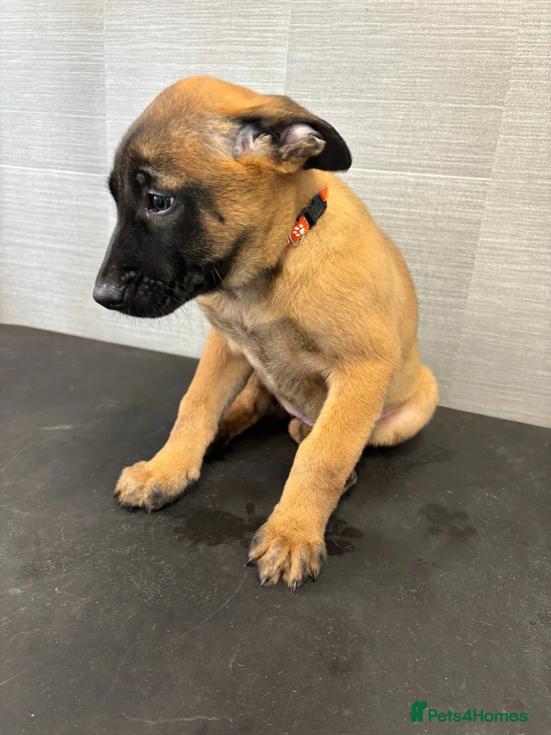 Belgian Shepherd Dog dogs for sale: World Champion Sired Puppies  - Advert 32