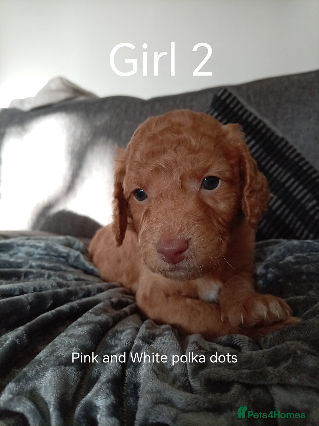 Cockapoo dogs for sale: 8 Beautiful Cockapoos puppies - Advert 23