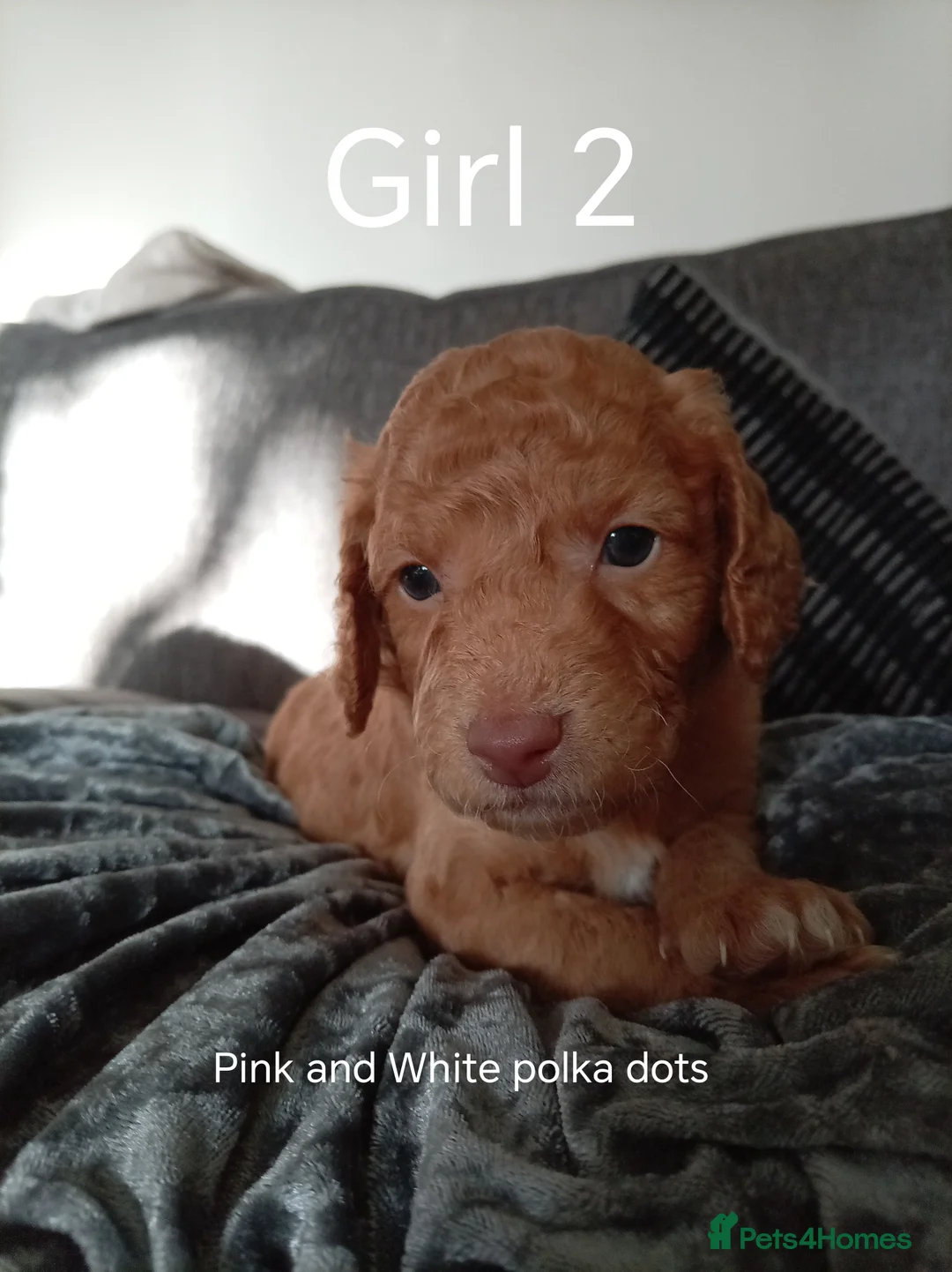 Cockapoo dogs for sale: 8 Beautiful Cockapoo Puppies - Advert 22