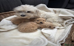 Maltipoo dogs for sale: F1 maltipoo puppies  - Image 16