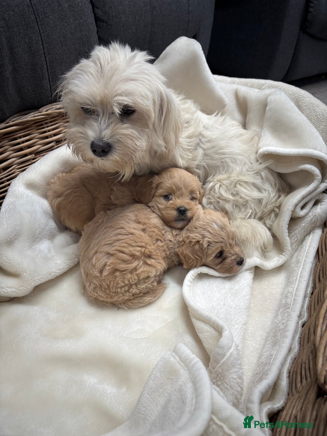Maltipoo dogs for sale: F1 maltipoo puppies  - Image 16