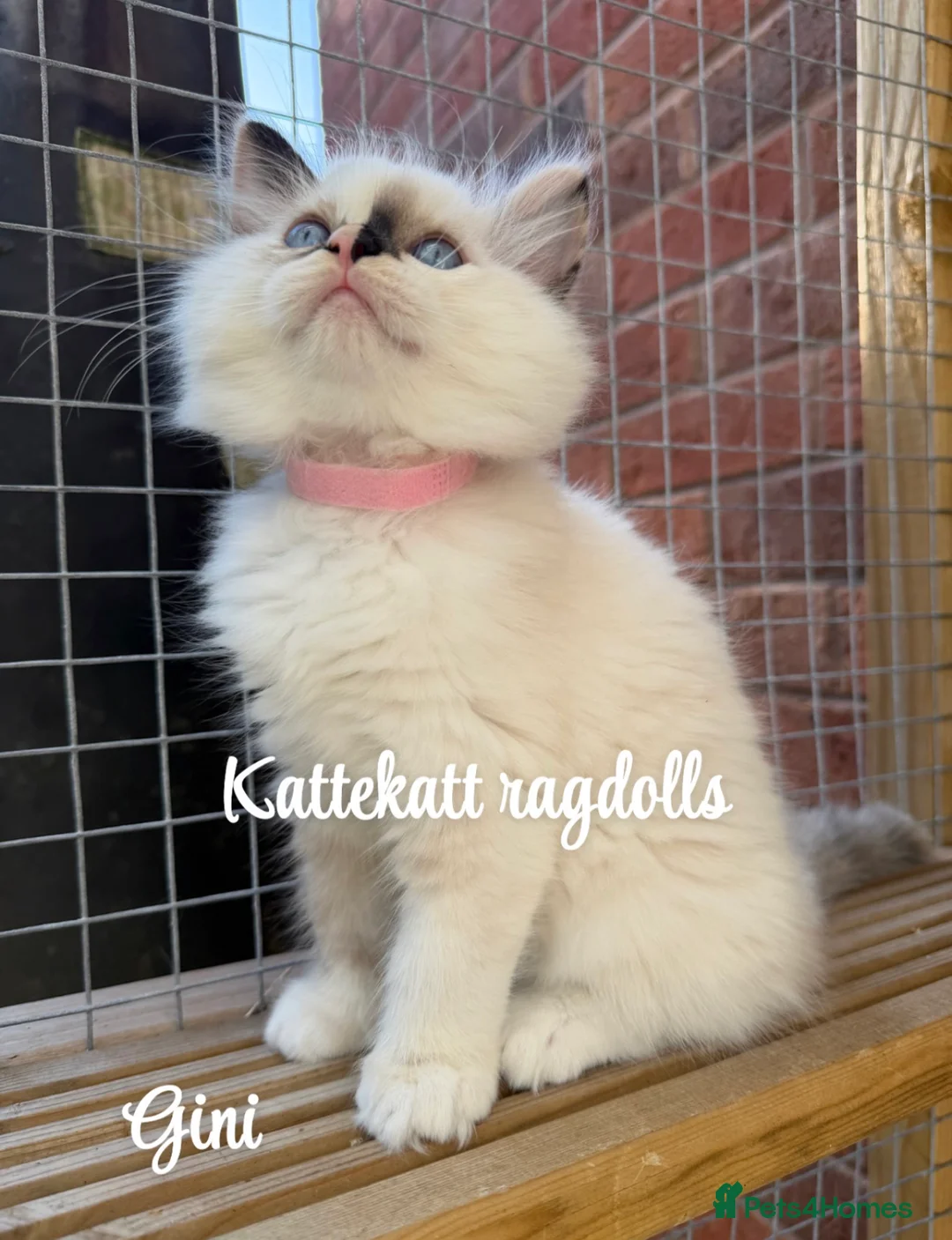 Ragdoll cats for sale: *One unique girl left* TICA reg. Extra fluffy* - Advert 2