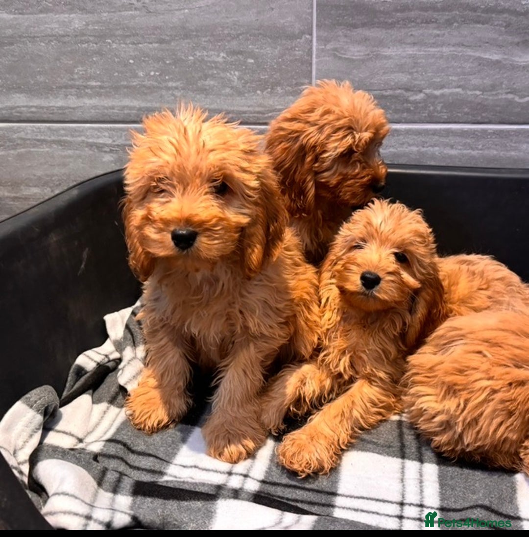 Cockapoo dogs for sale: Beautiful gold Cockapoo puppies - Advert 12
