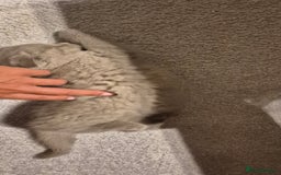 Scottish Fold cats for sale: Last 2 Scottish straight kittens  - Image 13