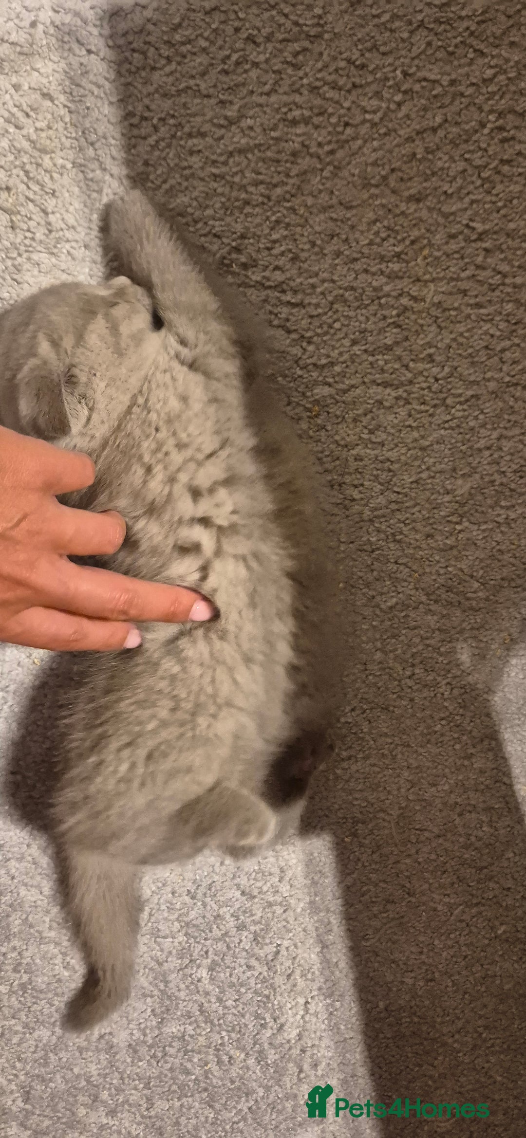 Scottish Fold cats for sale: Last 2 Scottish straight kittens  - Image 13