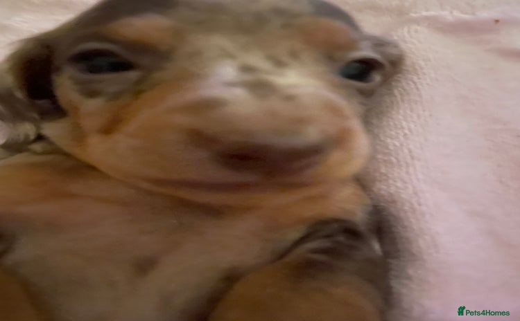 Miniature Dachshund dogs - Advert 10