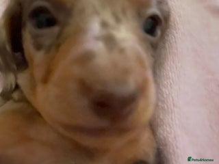 Miniature Dachshund dogs - Advert 1