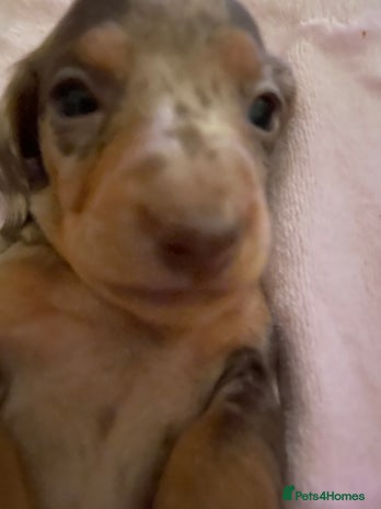 Miniature Dachshund dogs - Advert 1