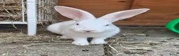 New Zealand rabbits for sale: 🐰 New Zealand Does – Steel & Sliver 🐰 - Advert 2