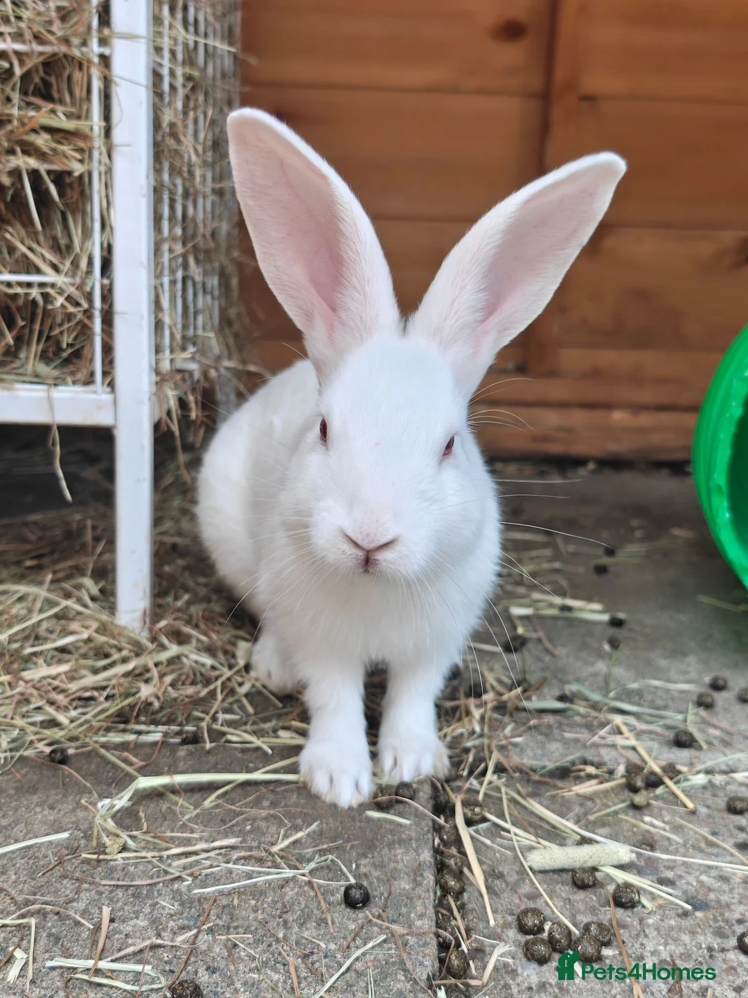 New Zealand rabbits for sale: 🐰 New Zealand Does – Steel & Sliver 🐰 - Advert 2