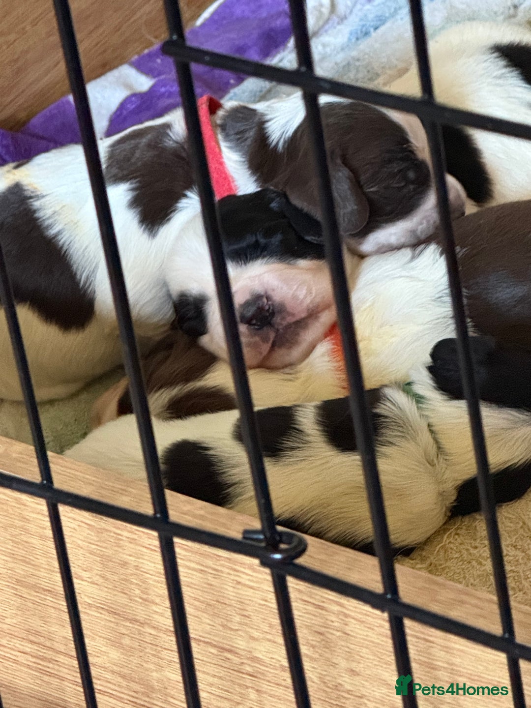 Sprocker dogs for sale: Sprocker puppies  - Advert 20