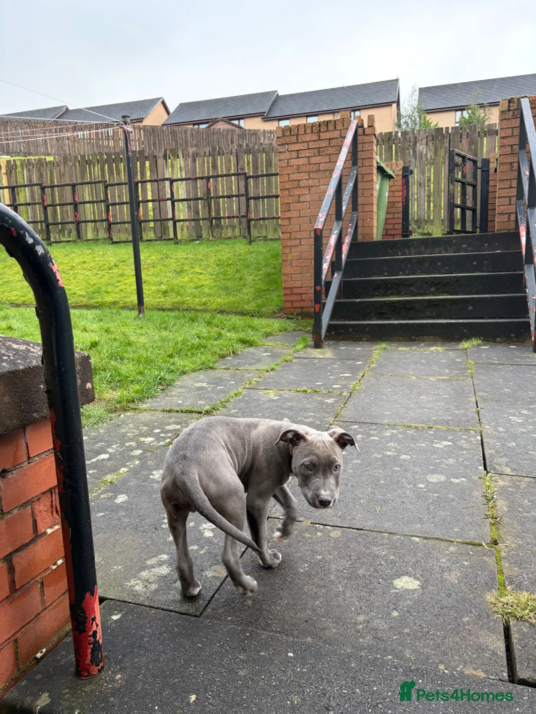 Mixed Breed dogs for sale: BLUE BULL X STAFF in Glasgow - Advert 6